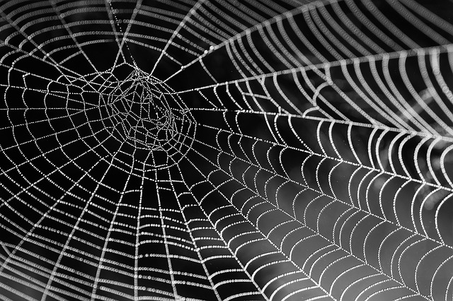 spider web - would be mean to upload a pic of spider on a page about a fear of spiders, no?